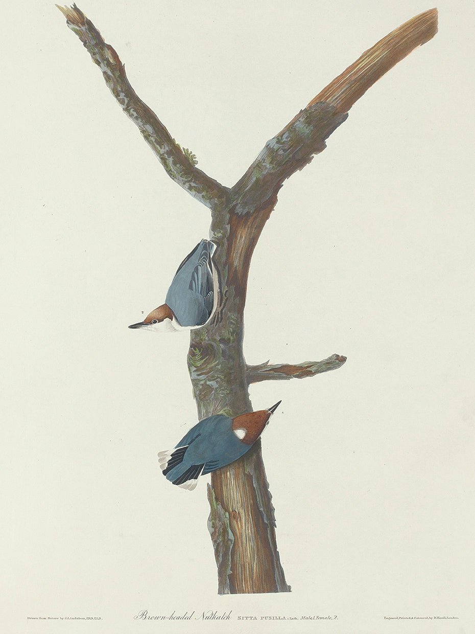 Audubon Collection 110