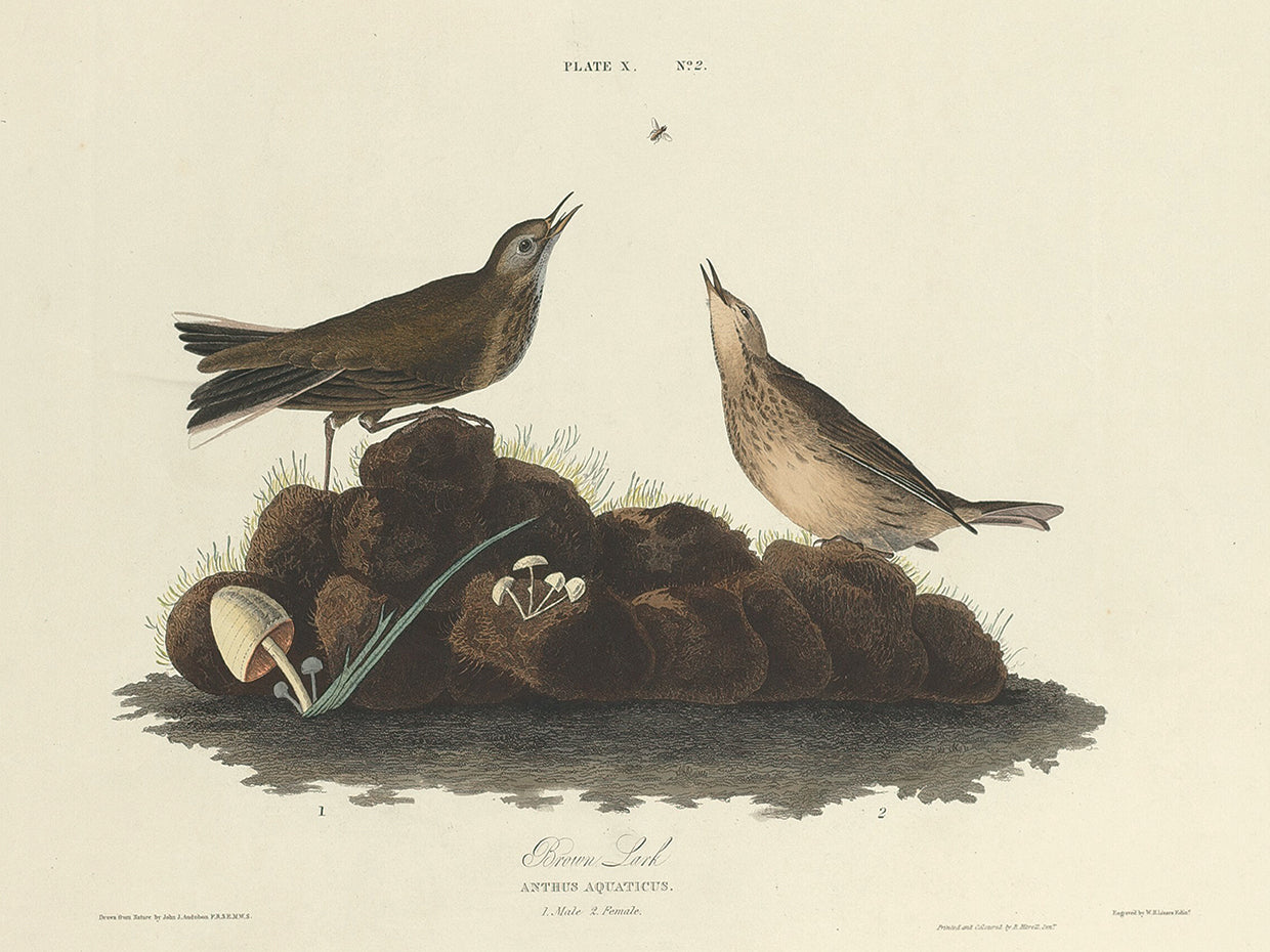 Audubon Collection 112