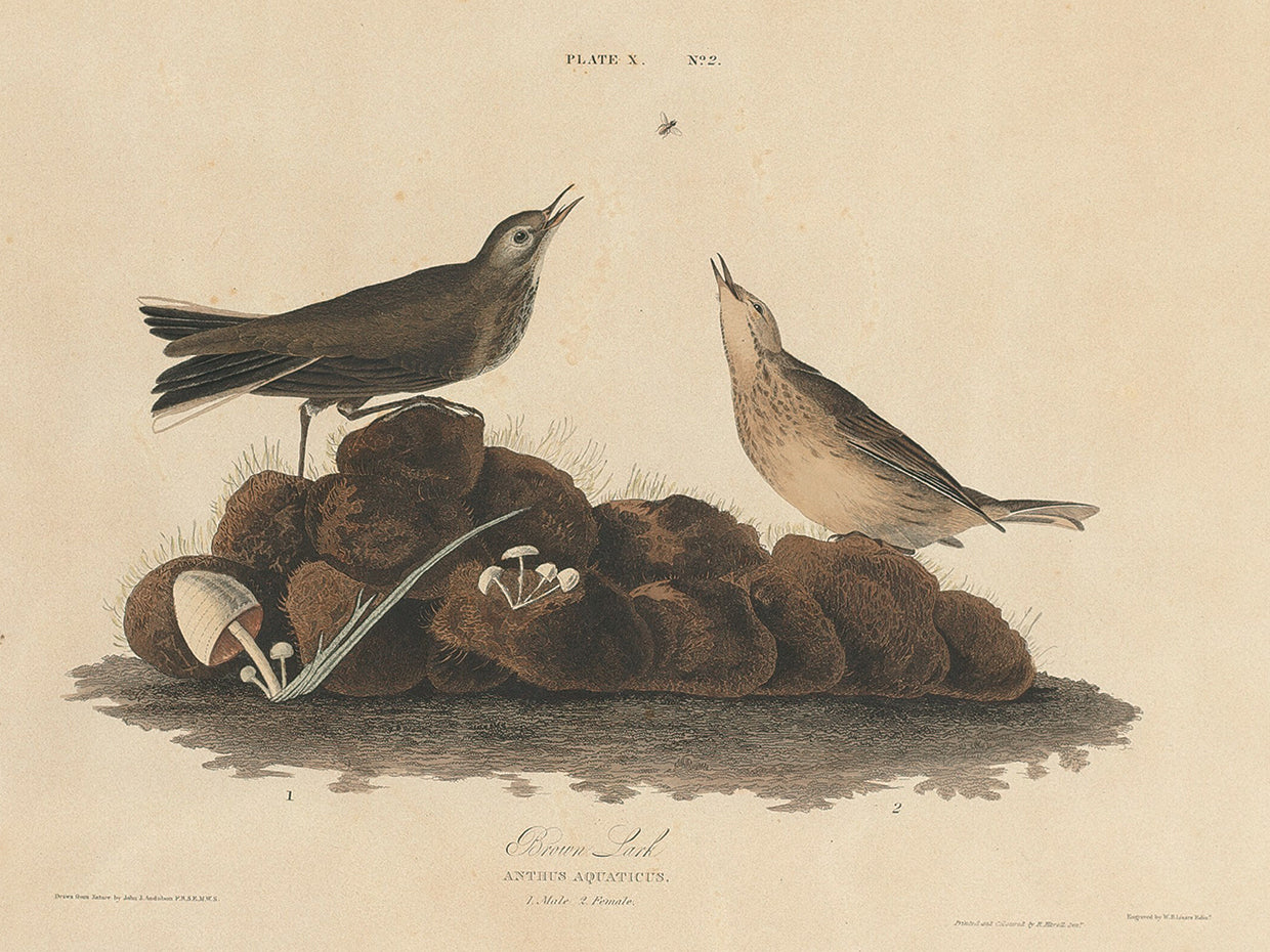 Audubon Collection 113