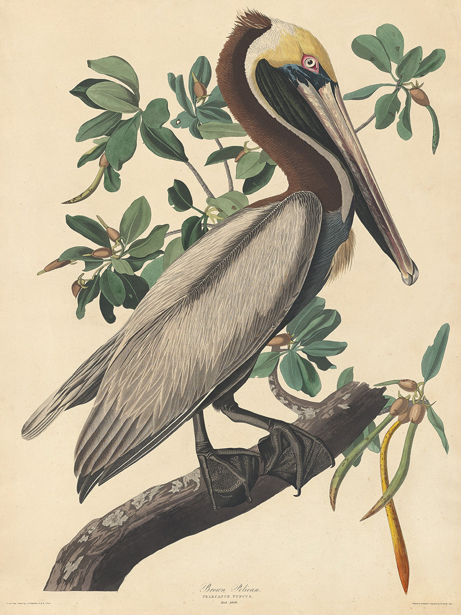 Audubon Collection 114