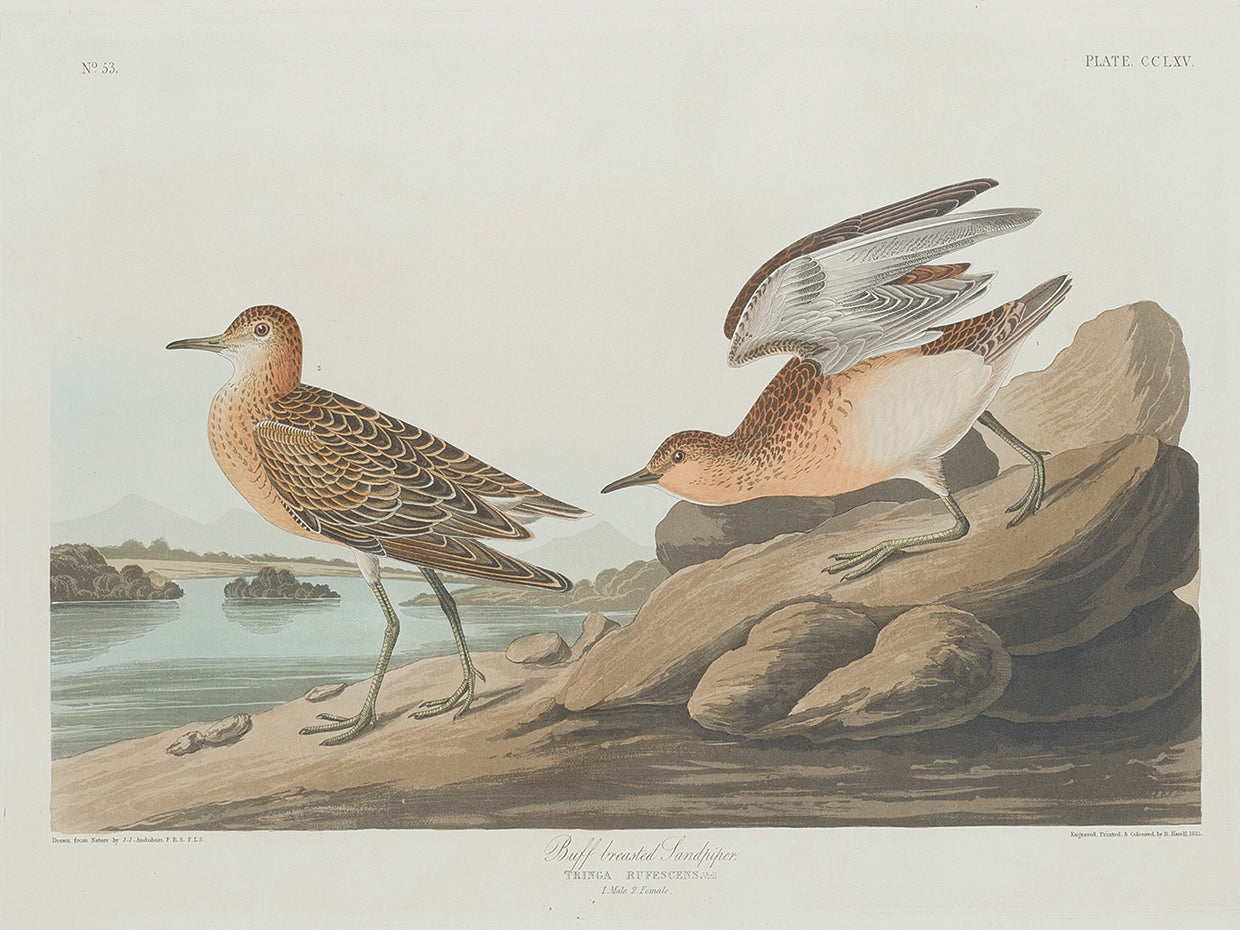 Audubon Collection 115