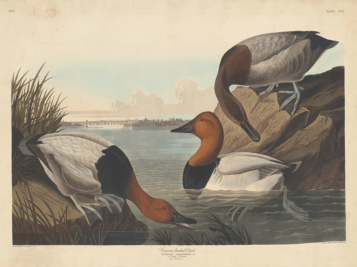 Audubon Collection 120