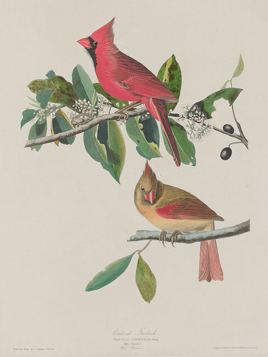 Audubon Collection 122
