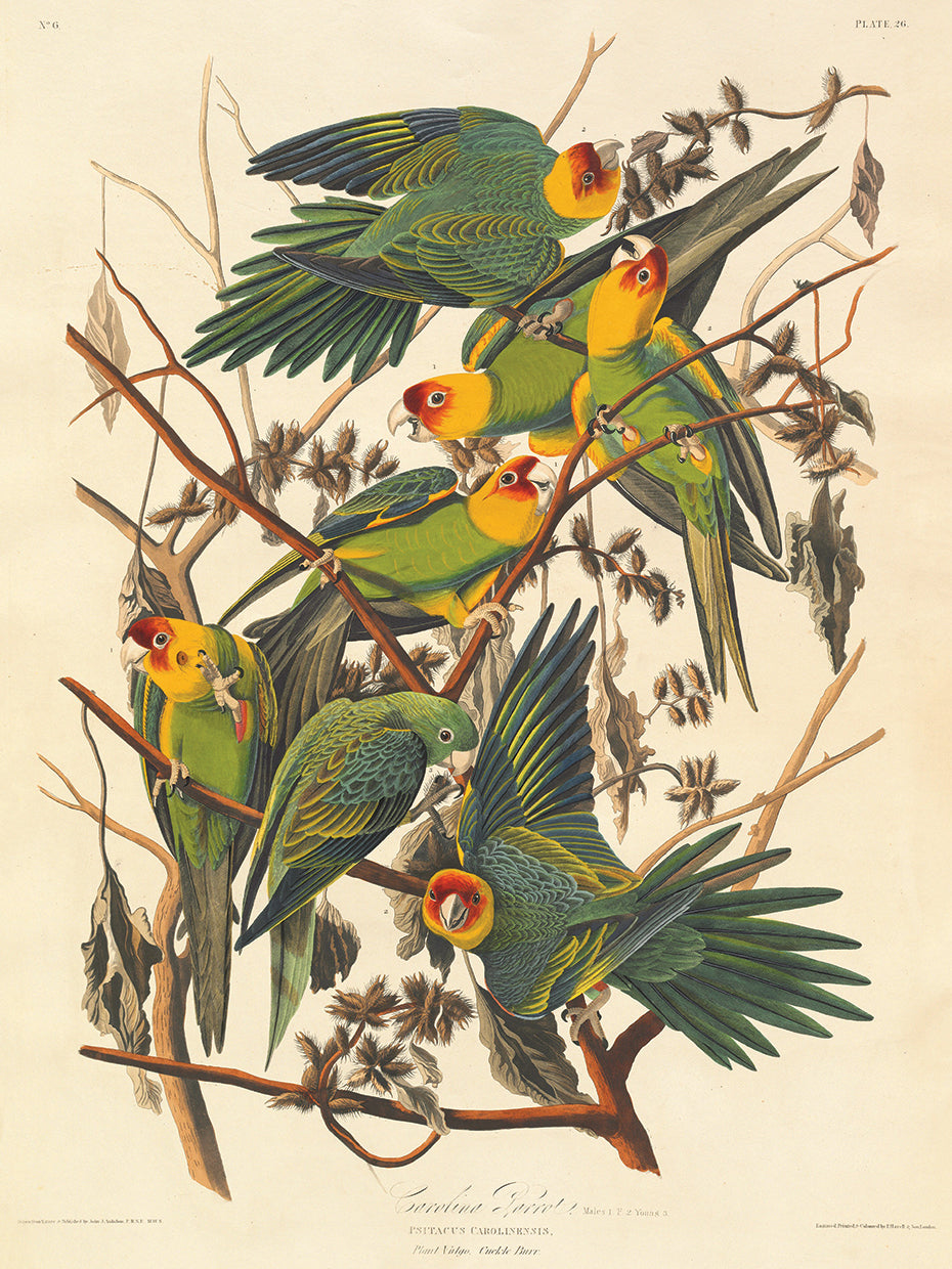 Audubon Collection 123