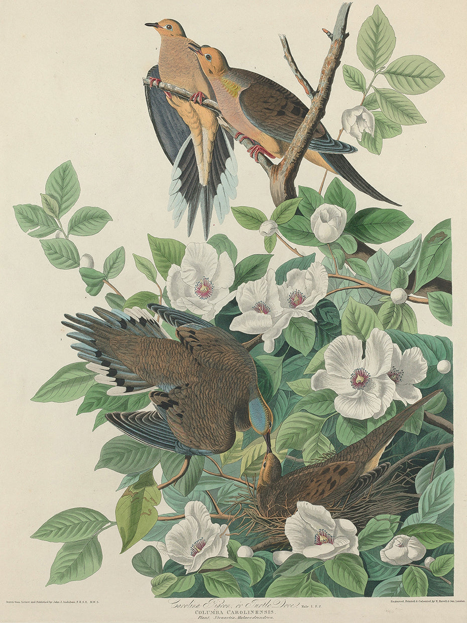 Audubon Collection 124