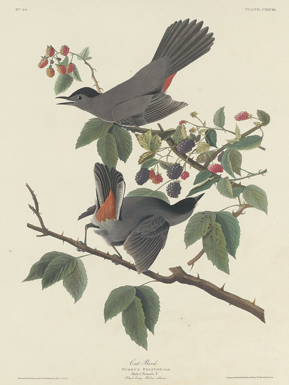 Audubon Collection 125