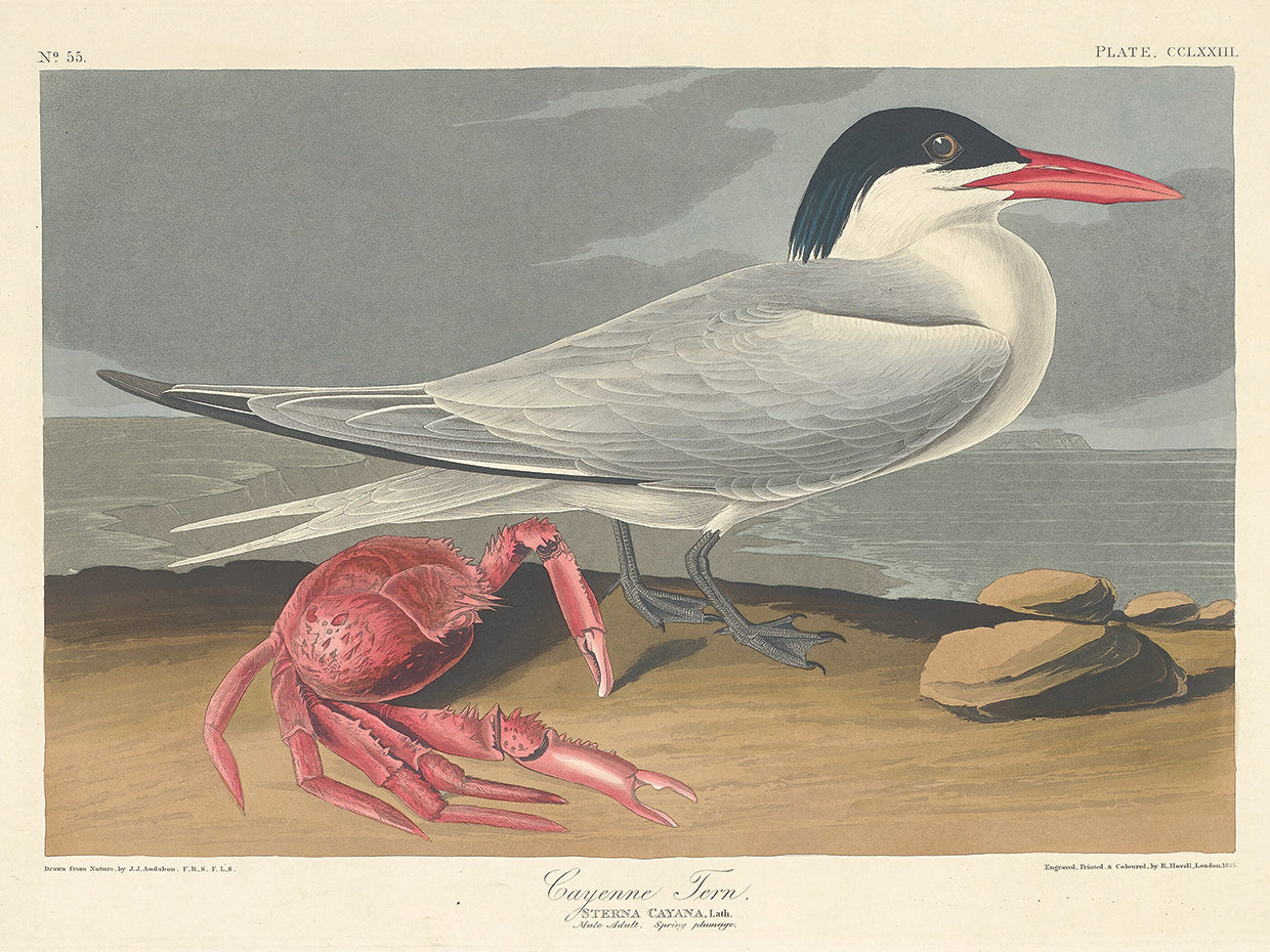 Audubon Collection 126