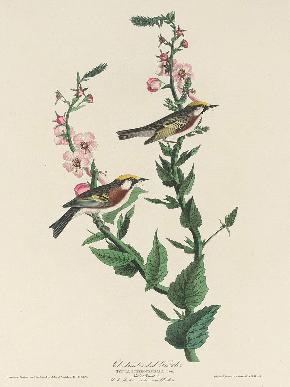 Audubon Collection 129