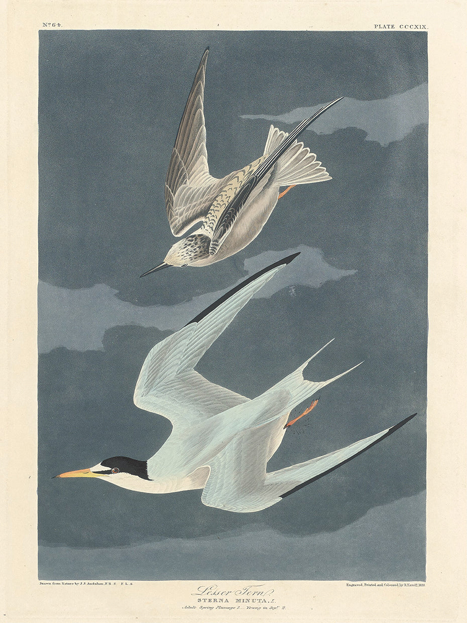Audubon Collection 148