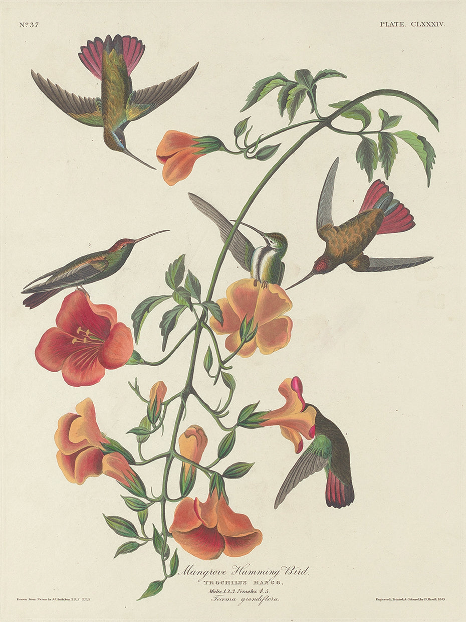 Audubon Collection 162
