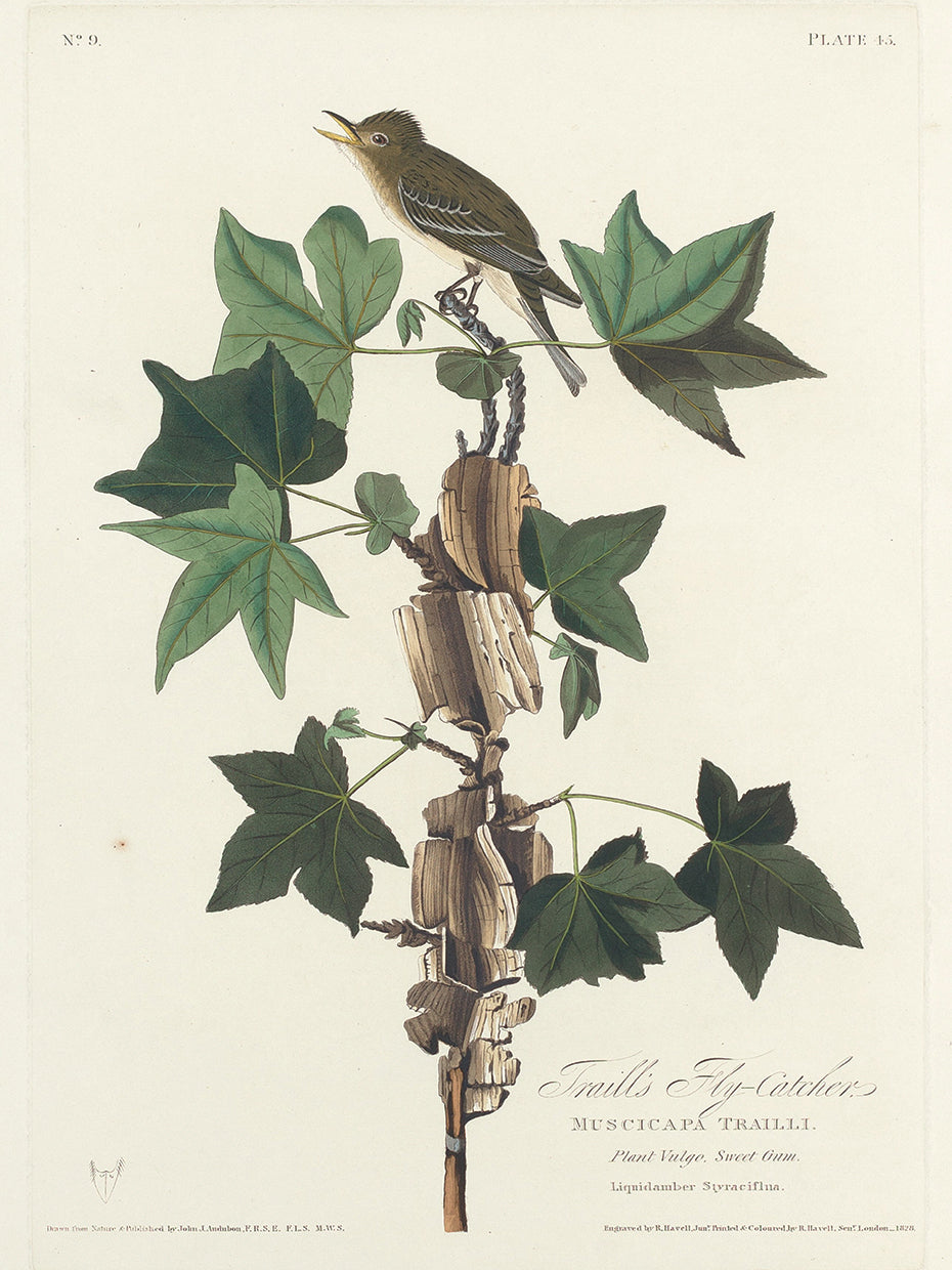 Audubon Collection 170