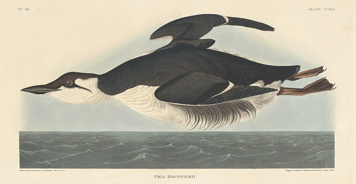 Audubon Collection 177