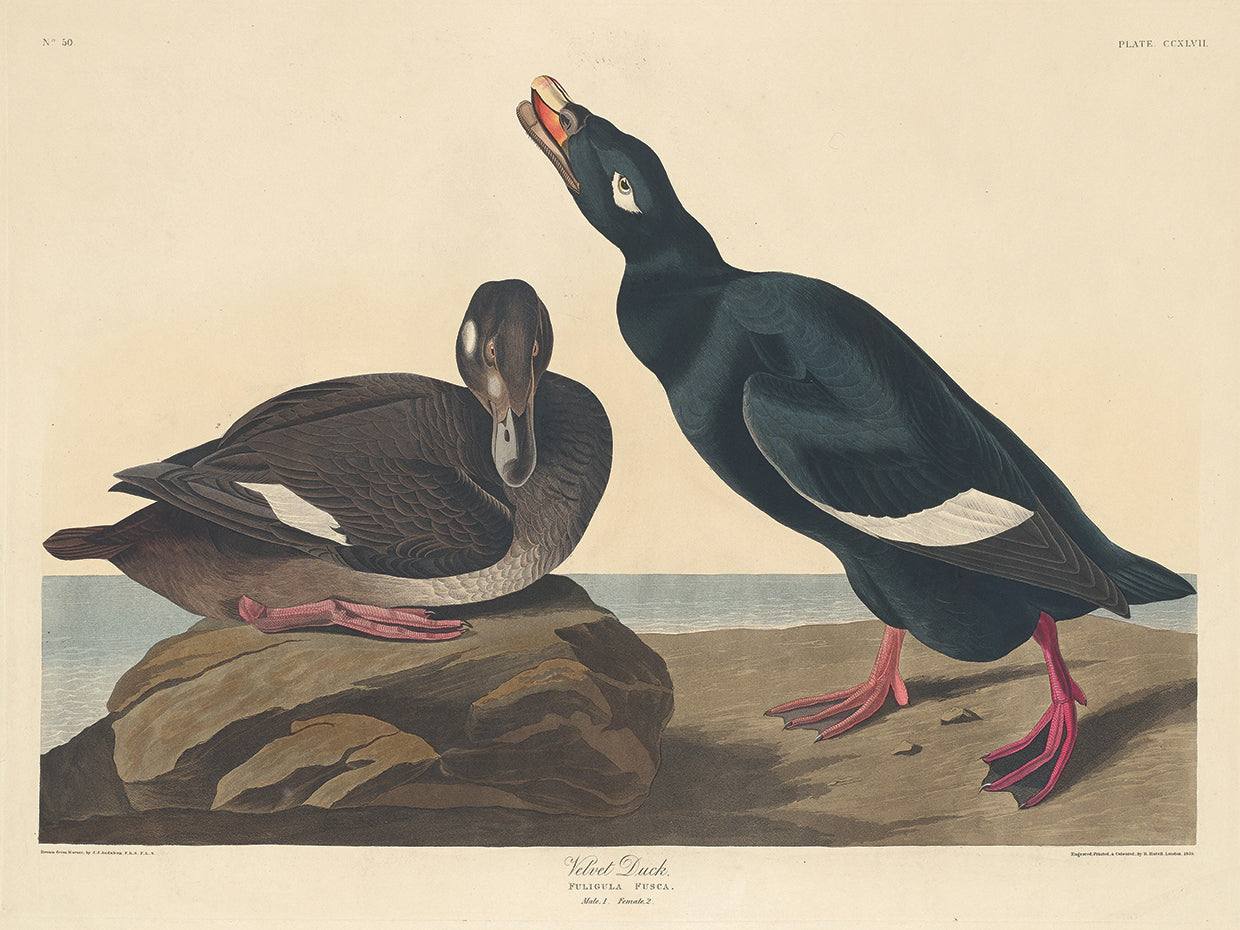 Audubon Collection 178