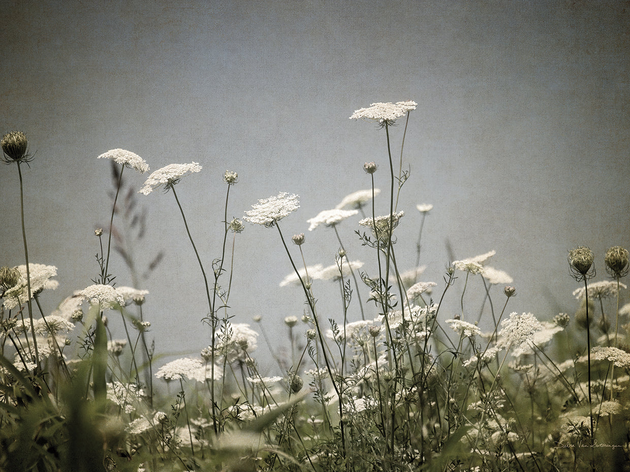 Queen Annes Lace Field I