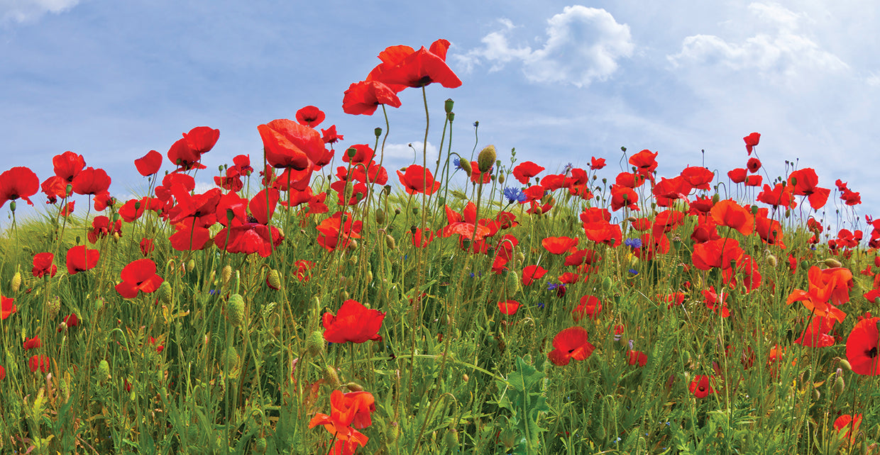 Field Of Red Poppies