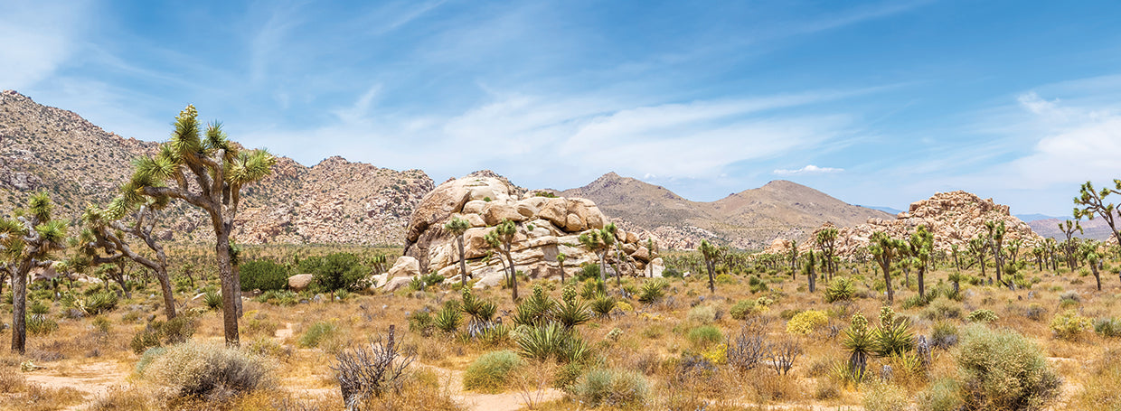 Scenic Panorama - Joshua Tree National Park