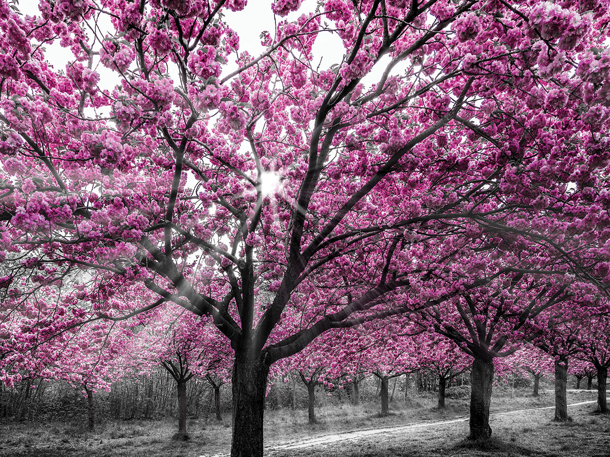Cherry blossoms with sunrays