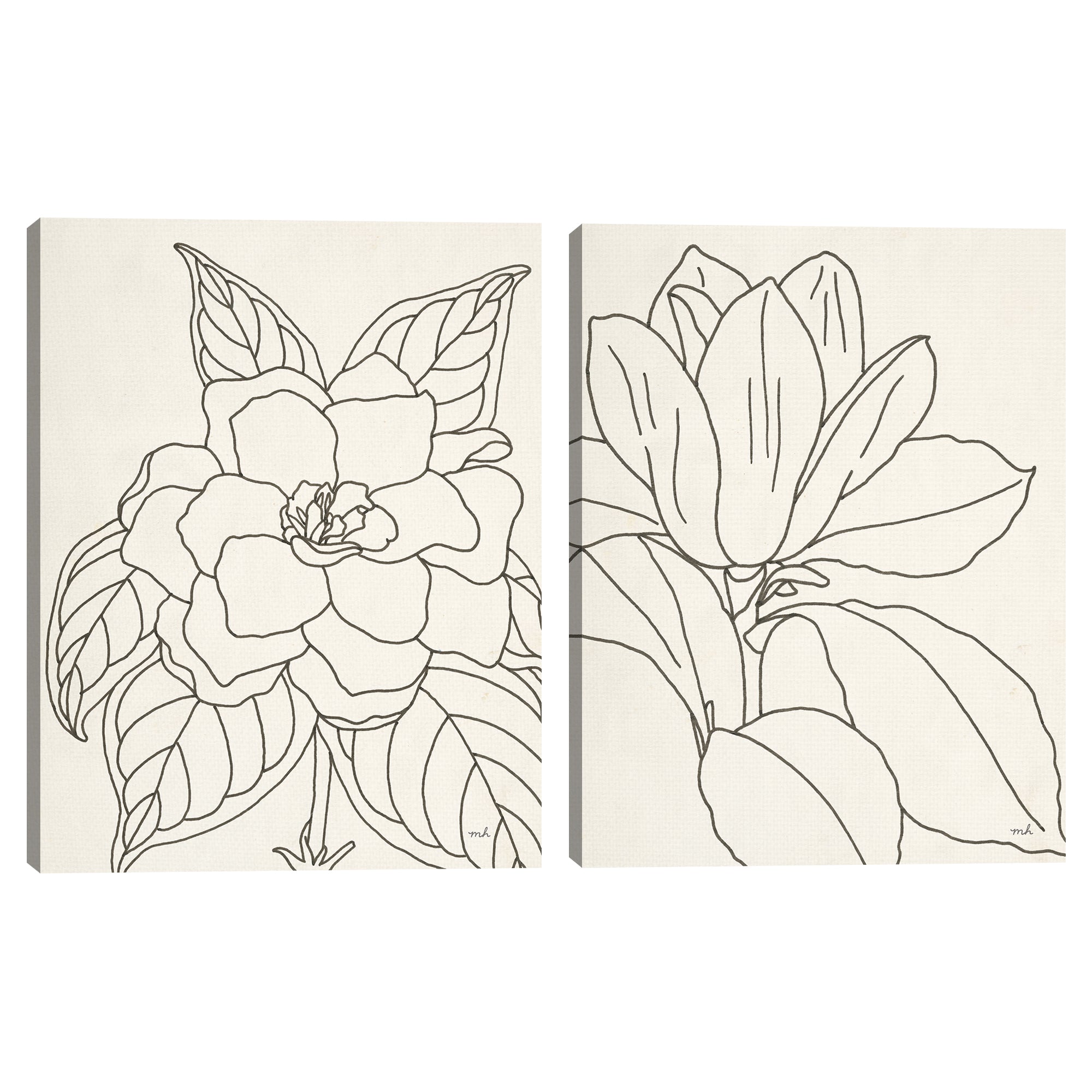 Gardenia & Magnolia Line Drawing Crop
