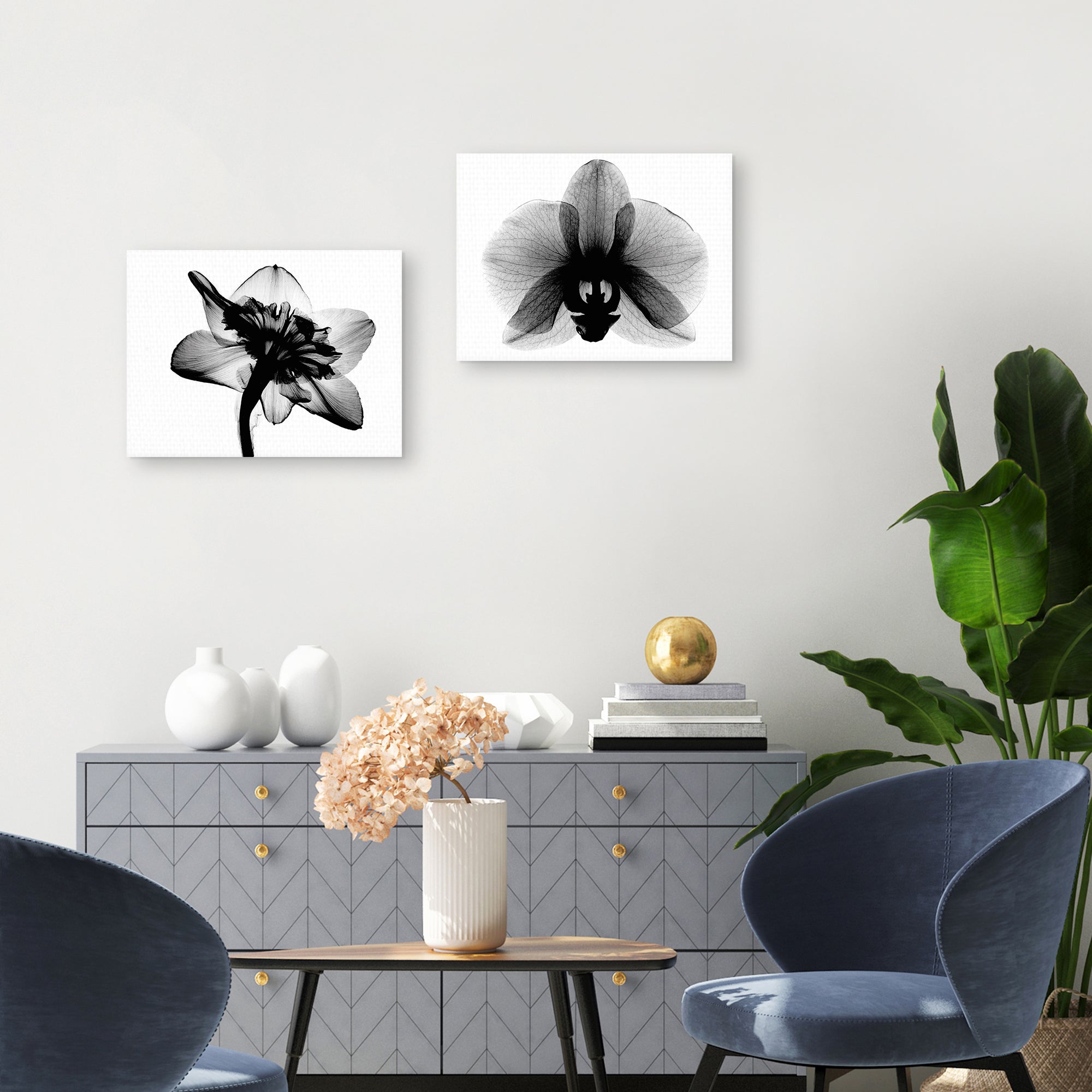 Daffodil #1 and Orchid Small X-Ray