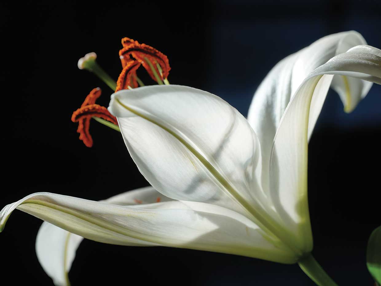 Soft white lily botanical canvas for a calm bathroom — Fine Art Canvas