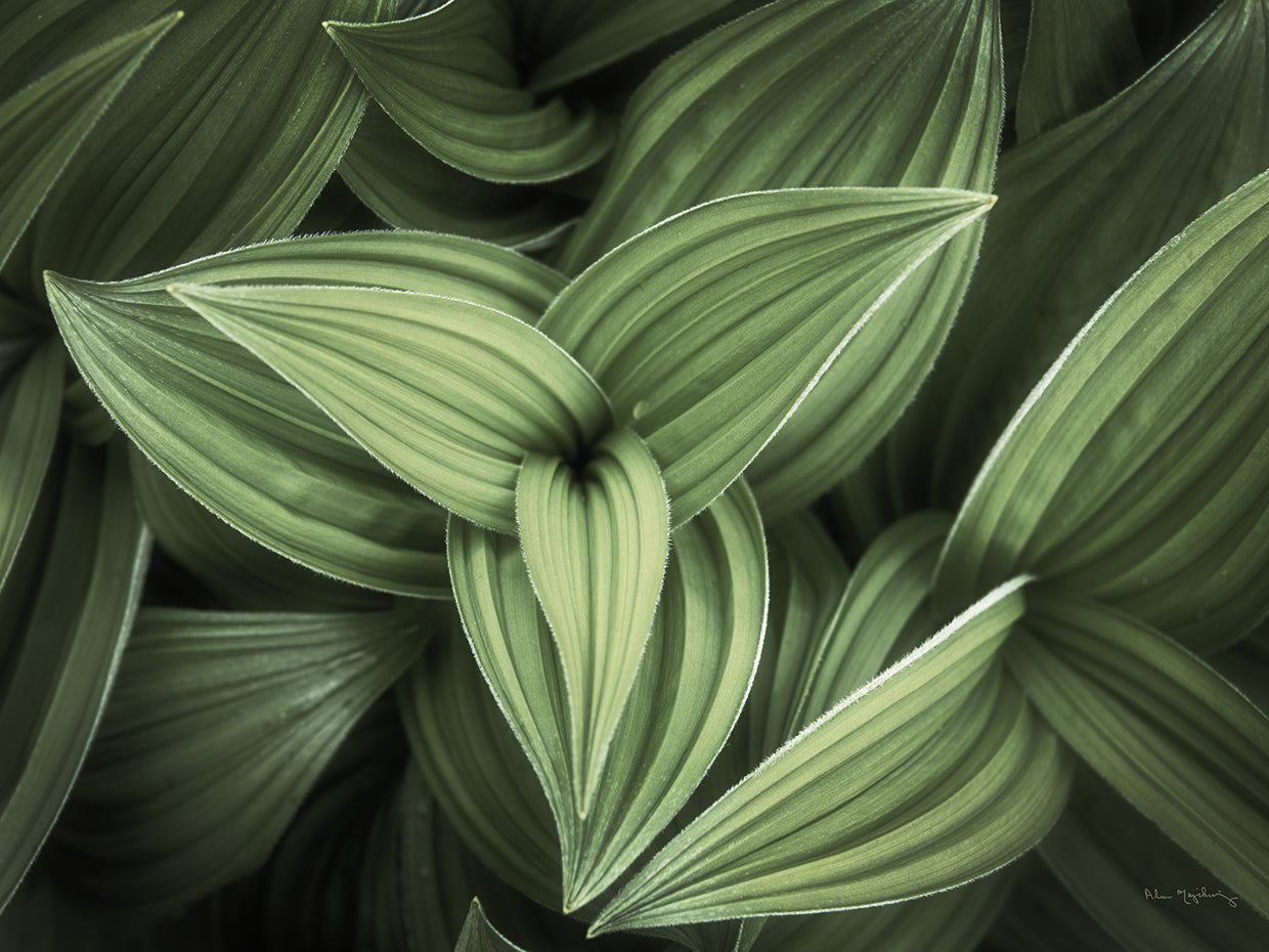 Corn Lily II