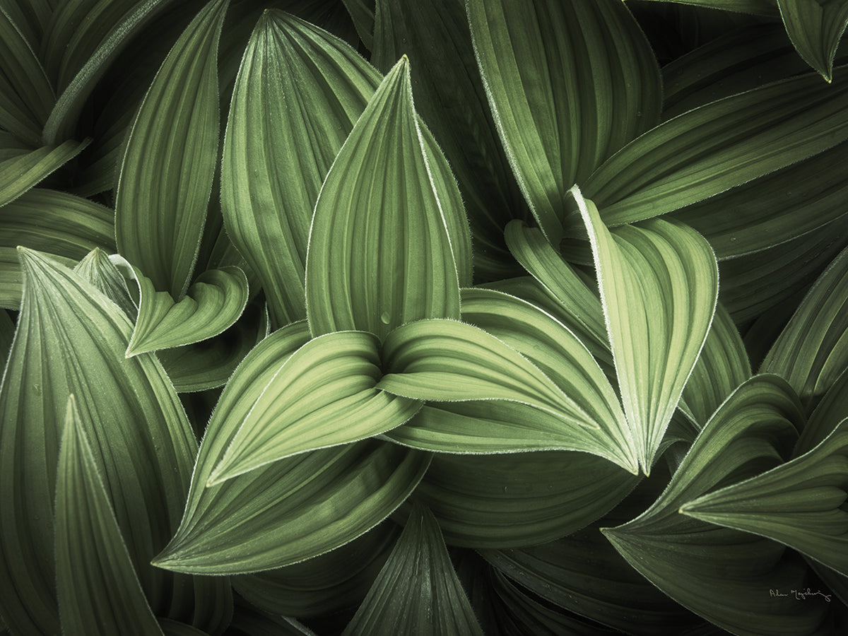Corn Lily I
