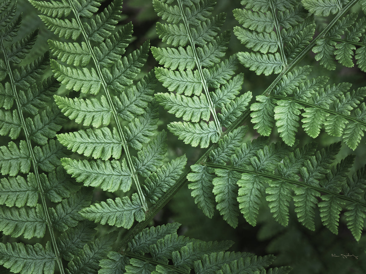 Lady Ferns IV Color