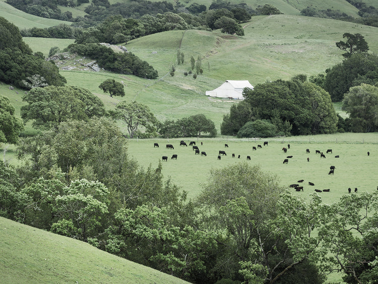 Marin California Ranchs