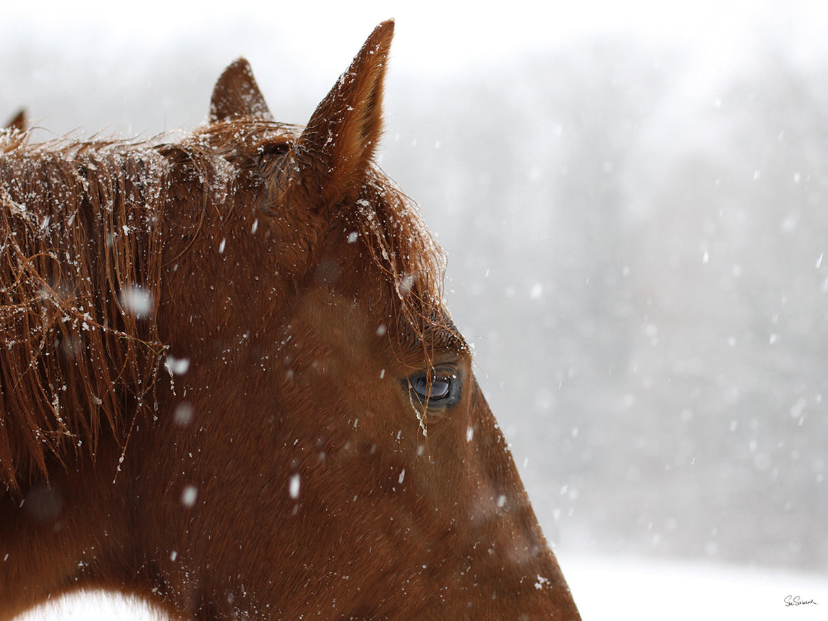 Snowy Caleb