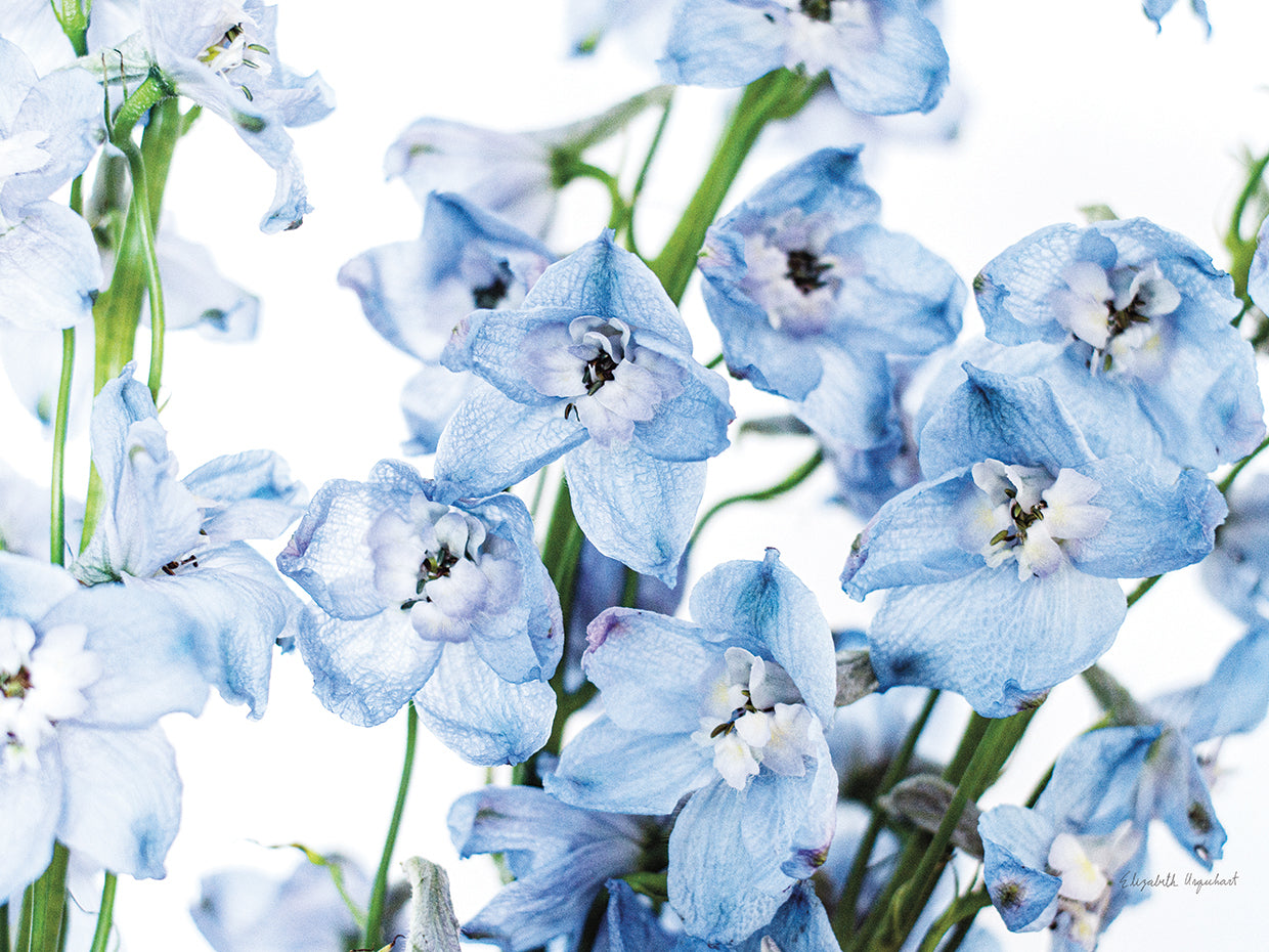 Freshly Picked Delphinium Is