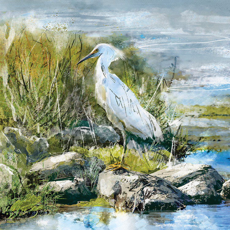 Snowy Egrets