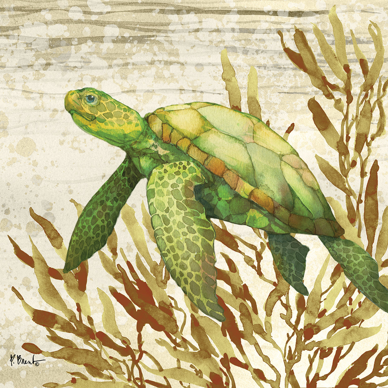Calypso Turtles II