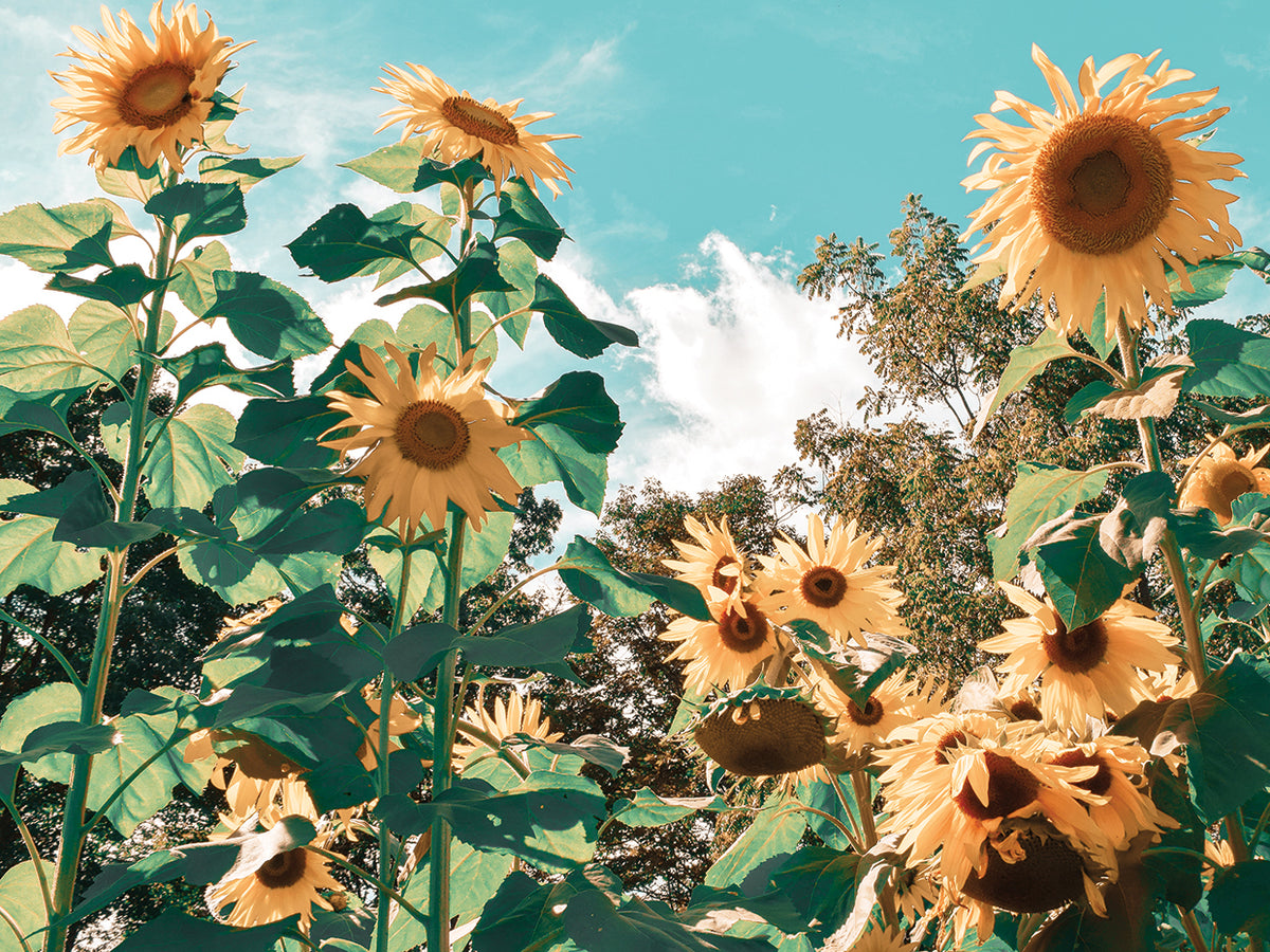 Sunflower Field