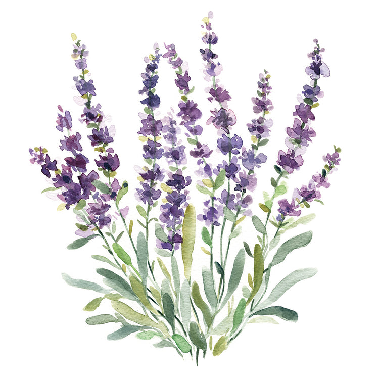Lavender Botanical II