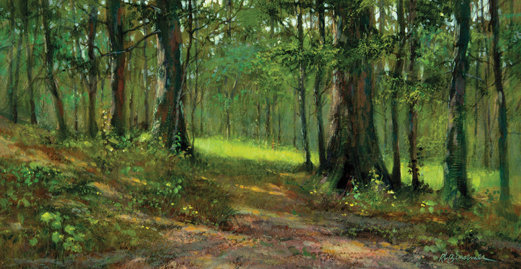 Black Mountain Forest