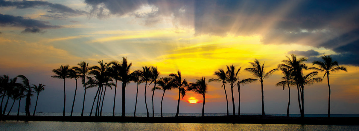 Palm Brilliance