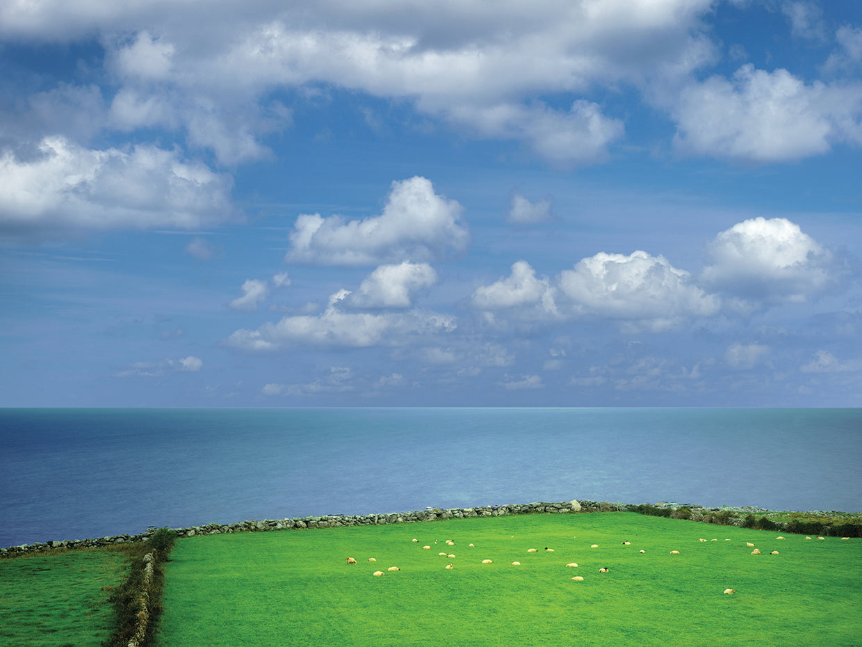 Sheep Herd