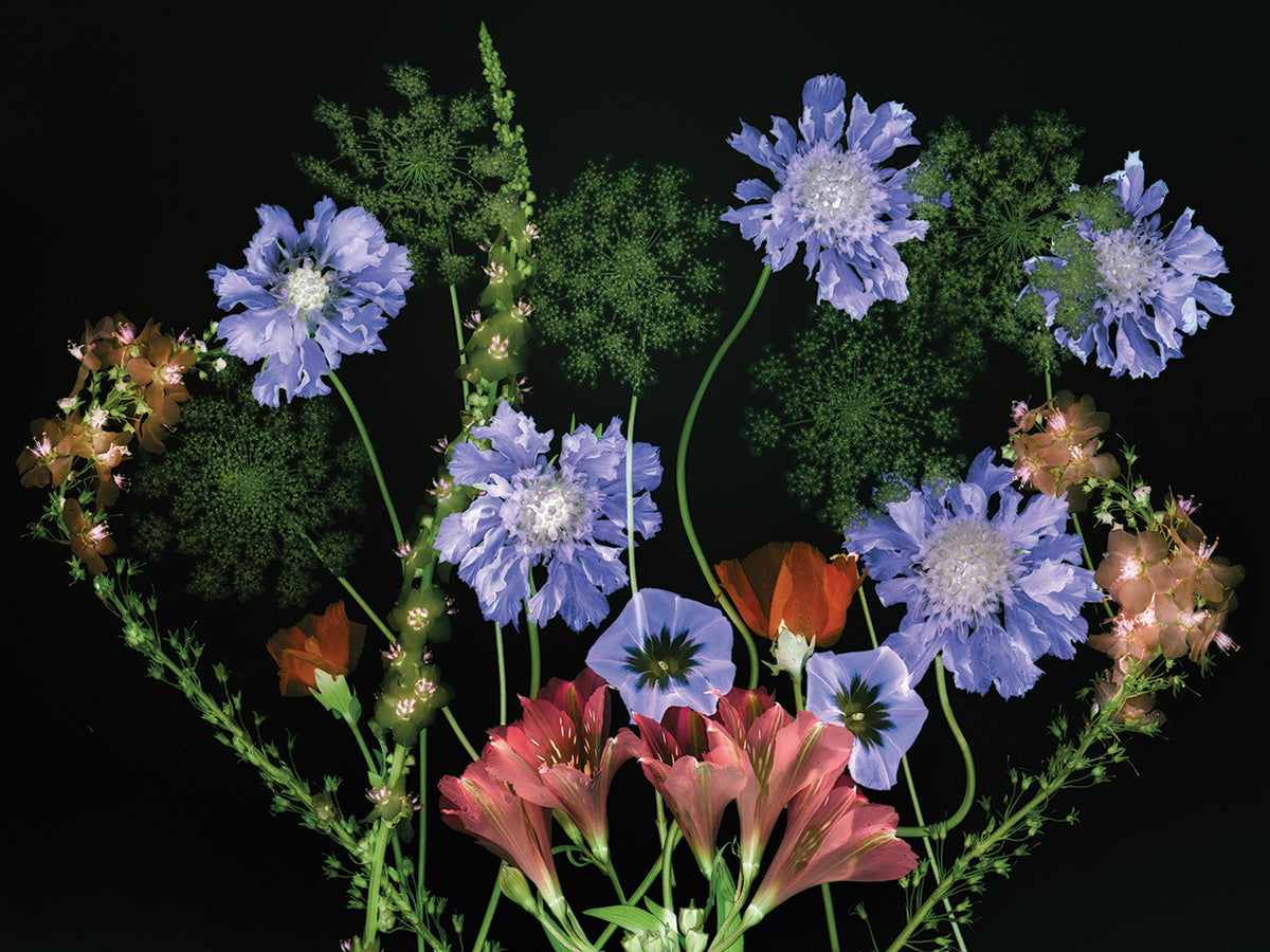 Botanical XI