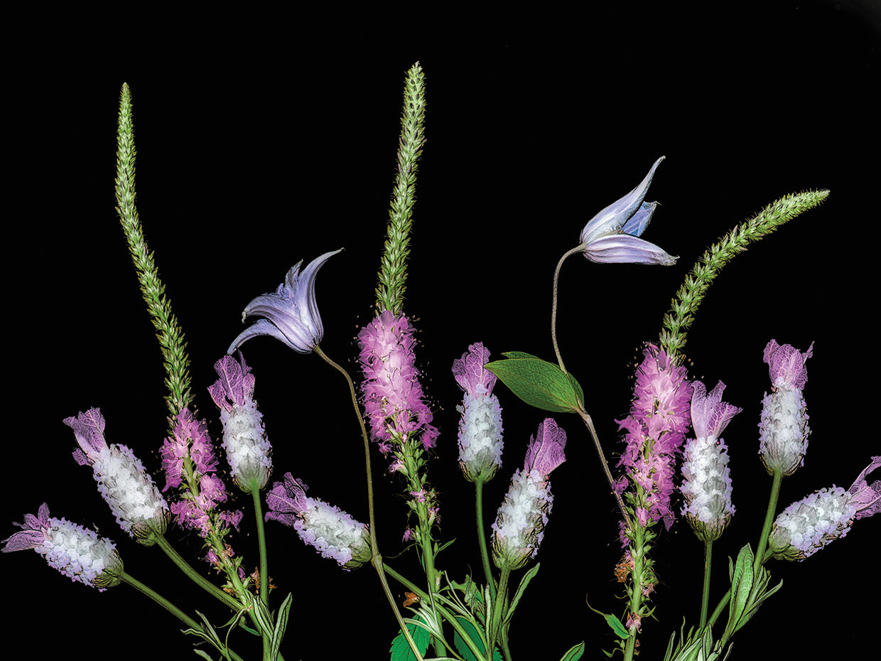 Botanical X