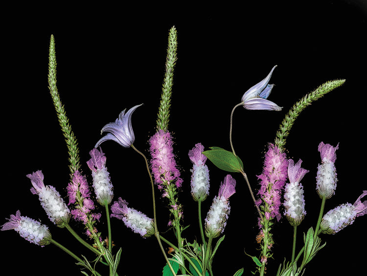 Botanical X