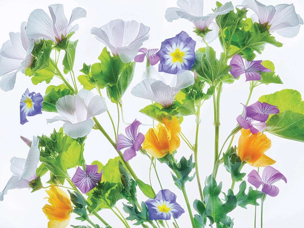 Botanical VI