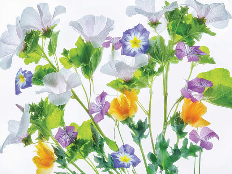 Botanical VI