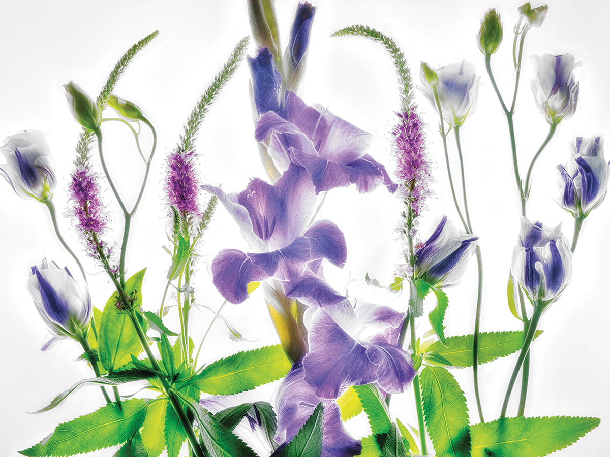 Botanical II