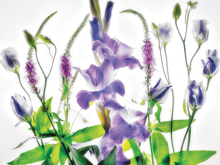 Botanical II