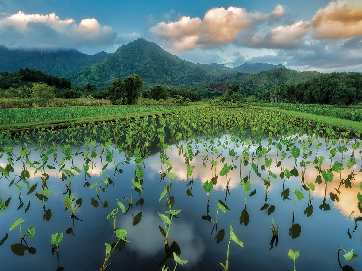 Emerald Landscape