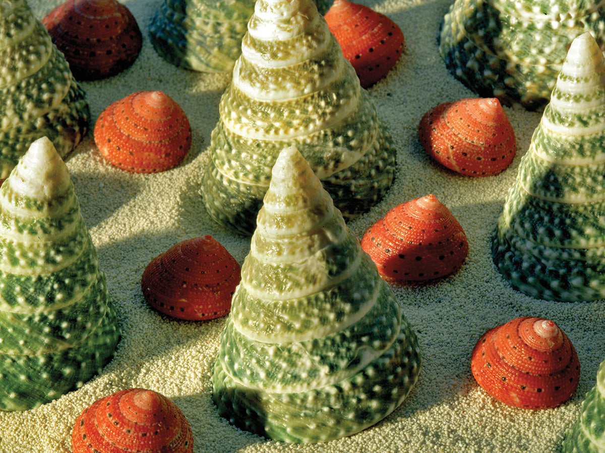 Tree Shells