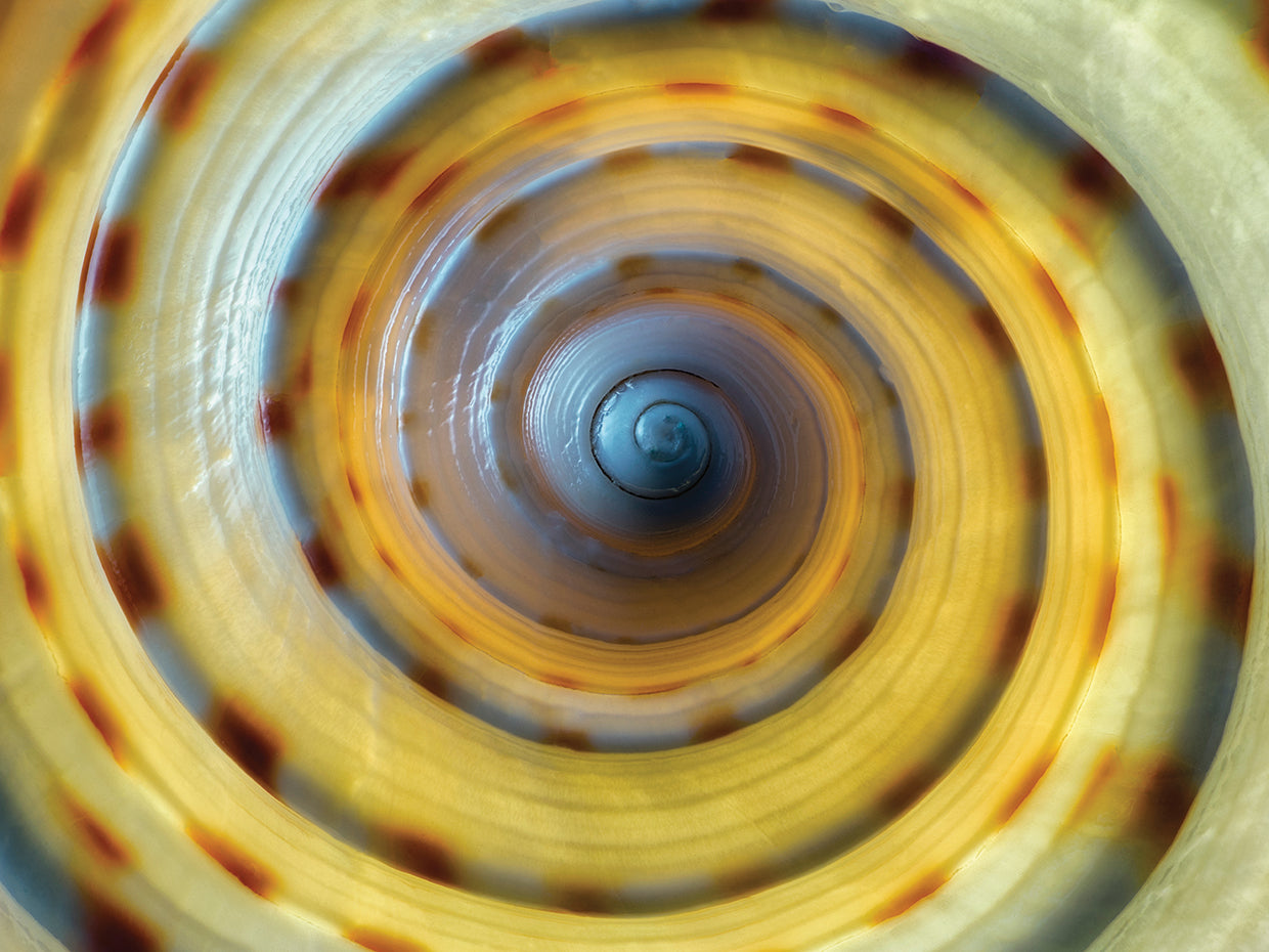 Shell Spiral IV