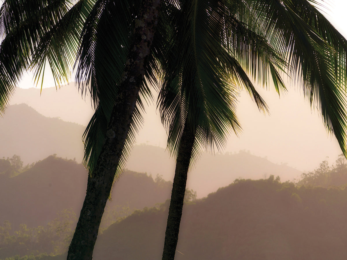Misty Palms