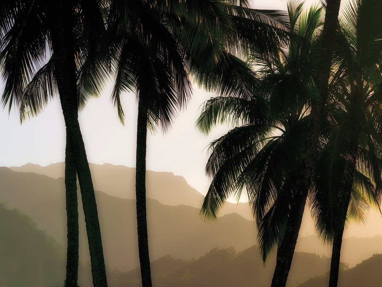 Misty Palms II