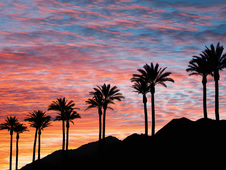 Palm Tree Sunset